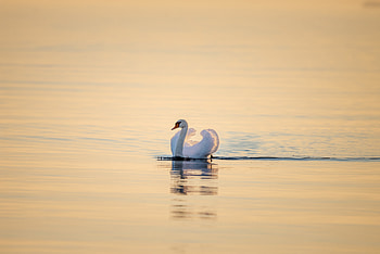 Animals, Water, Bird, Water Surface, Swan HD wallpaper