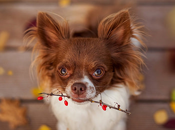 Cute Dog, dog, animal, cute, puppy HD wallpaper