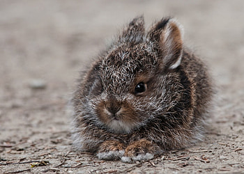 Bunny, animal, cute, easter, rabbit HD wallpaper