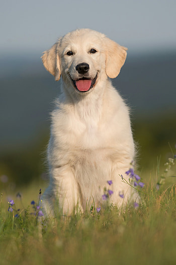 Flowering dogwoods, Golden Retriever, Nature's beauty, Perfect harmony HD phone wallpaper