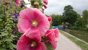 Kennet and Avon Canal Nr Bath, Canal Boat, Flowers, Water, Path HD wallpaper