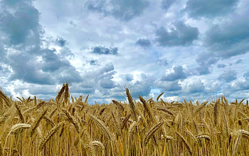 Golden Field, clouds, grain ears, cereals, field HD wallpaper