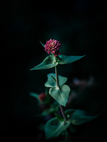 Flowers, Flower, Plant, Macro, Focus HD phone wallpaper