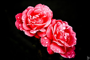 Glorious Beautiful Roses.., luxury, unique, pretty, i love you HD wallpaper