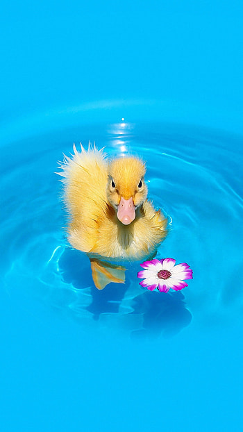 swimming duck, Nubia , Mobile background, Vertical orientation HD phone wallpaper