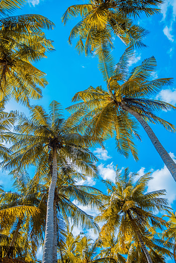 Nature, Sky, Clouds, Palms, Summer, Tropics HD phone wallpaper