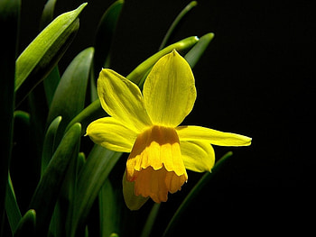Plants, Flowers, Narcissussi HD wallpaper
