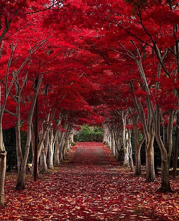 Three, red, arbres, nature HD phone wallpaper