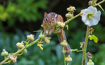 Chipmunk, nature, anilan, flower HD wallpaper