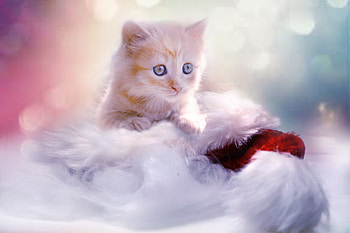 Christmas Kitten, kitten, cat, animals, cute, christmas HD wallpaper