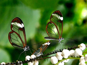 Two Glass wings, two, white, black, clear, glass wings, white flowers HD wallpaper