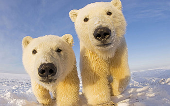 Arctic travels, Polar bear cubs, Animal HD wallpaper