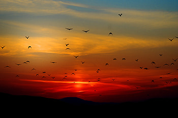 Mountains Birds Silhouette Sunset Dusk Dawn , mountains, birds, silhouette, dusk, dawn, sunset, nature HD wallpaper