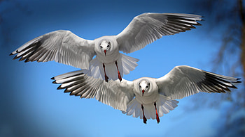 Gulls Seabirds, birds, flying HD wallpaper
