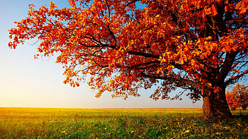 Autumn tree beauty, Vibrant colors, Nature's artistry, Breathtaking HD wallpaper