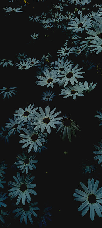 Petals, art, flowers, flores, petal, dark, tumblr HD phone wallpaper
