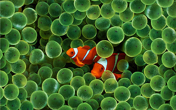 Clownfish HD wallpaper