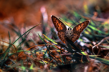 Grass, Macro, Butterfly HD wallpaper