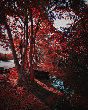 Nature, Trees, Autumn, Park, Foliage HD phone wallpaper