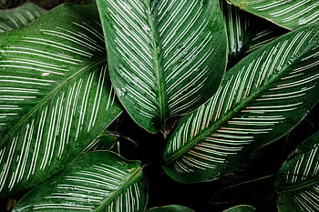 Detailed view of striped Calathea leaves with dew droplets, showcasing natural patterns and textures. HD wallpaper