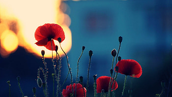 Poppy-filled , Blossoming flower art, Floral charm, Nature's vibrant hues HD wallpaper