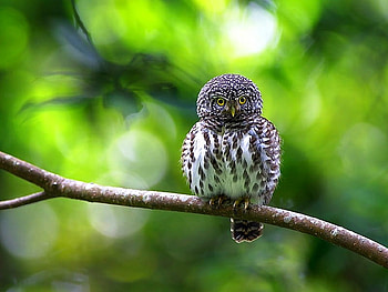 Little Owl, beautiful HD wallpaper
