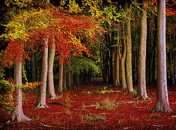 Autumn forest, fall, path, colors, autumn, beautiful, forest, foliage HD wallpaper