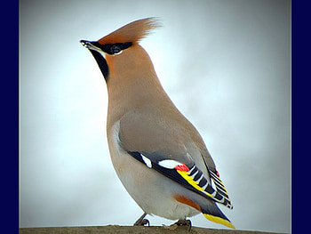 Beautiful Bird, cool, beautiful, bird HD wallpaper