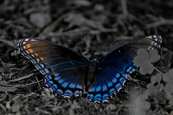 Butterfly, selective color, nature, black and white HD wallpaper