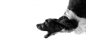 WHITE, dogs, animals HD wallpaper