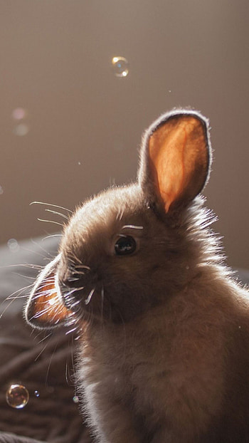 Animal love, Cute bunny, delight, Adorable creatures HD phone wallpaper