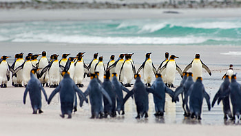 Emperor penguins, sea, falkland island, penguin, royal, bird, pasare, emperor HD wallpaper