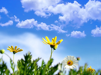 Plants, Flowers HD wallpaper