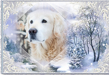 Winter in the snow, winter frame, Winter trees, Labradore dog, snow HD wallpaper