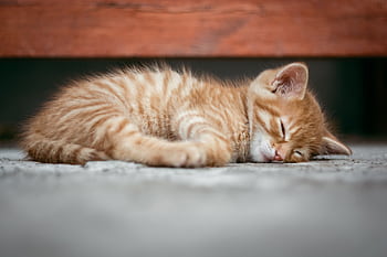 A cute ginger kitten is sleeping peacefully on a cozy surface, capturing a moment of tranquility. HD wallpaper
