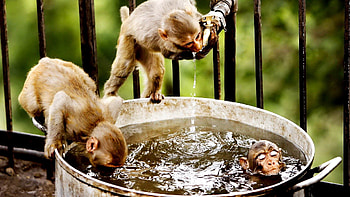 Animals, Water, Monkeys, Drink, Thirst, Bathe HD wallpaper