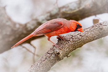 Cardinal Bird , cardinal, birds HD wallpaper