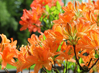 Flowers, Close-Up, Branches, Bloom, Flowering, Azalea HD wallpaper