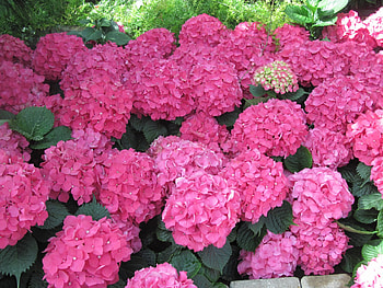 The pyramids display gardens 77, hydrangeas, graphy, green, Red, Flowers, garden HD wallpaper