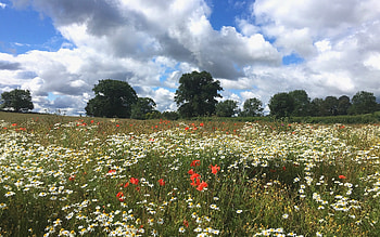 Summer Meadow, clouds, meadow, nature, flowers HD wallpaper