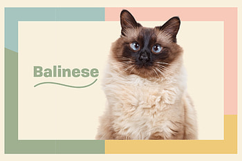 Balinese Cat, Long-haired Siamese, Breed characteristics, Daily paws HD wallpaper