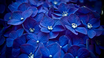 Macrophylla, Hydrangea HD wallpaper