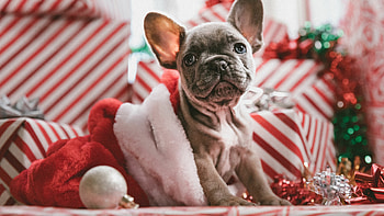 Christmas, Bulldog HD wallpaper
