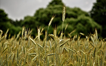 New Bread, ears, grain, cereal, field, Latvia HD wallpaper
