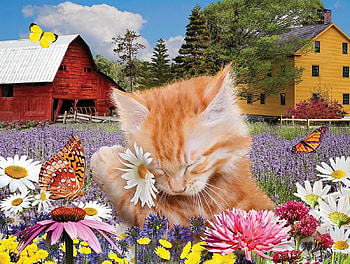 young cat, farm, cat, house, animals HD wallpaper