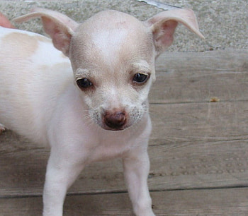Roxy chihuahua, puppy, chihuahua, roxy HD wallpaper