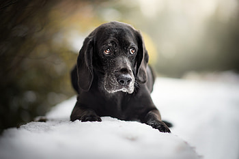 Cute, Labrador Retriever, muzzle HD wallpaper