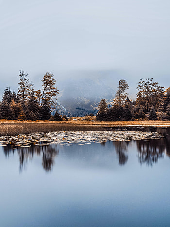 Nature, Trees, Lake, Reflection, Shore, Bank, Fog HD phone wallpaper