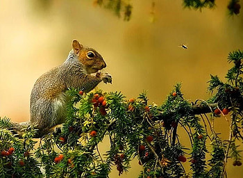 Got my Eye on You, golden, wasp, berries, cute, food, tree, green, watching, squirrel HD wallpaper