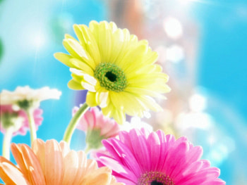 Plants, Flowers HD wallpaper